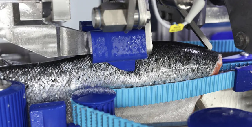 Sotra Fiskeindustri invests in a new Marel filleting line